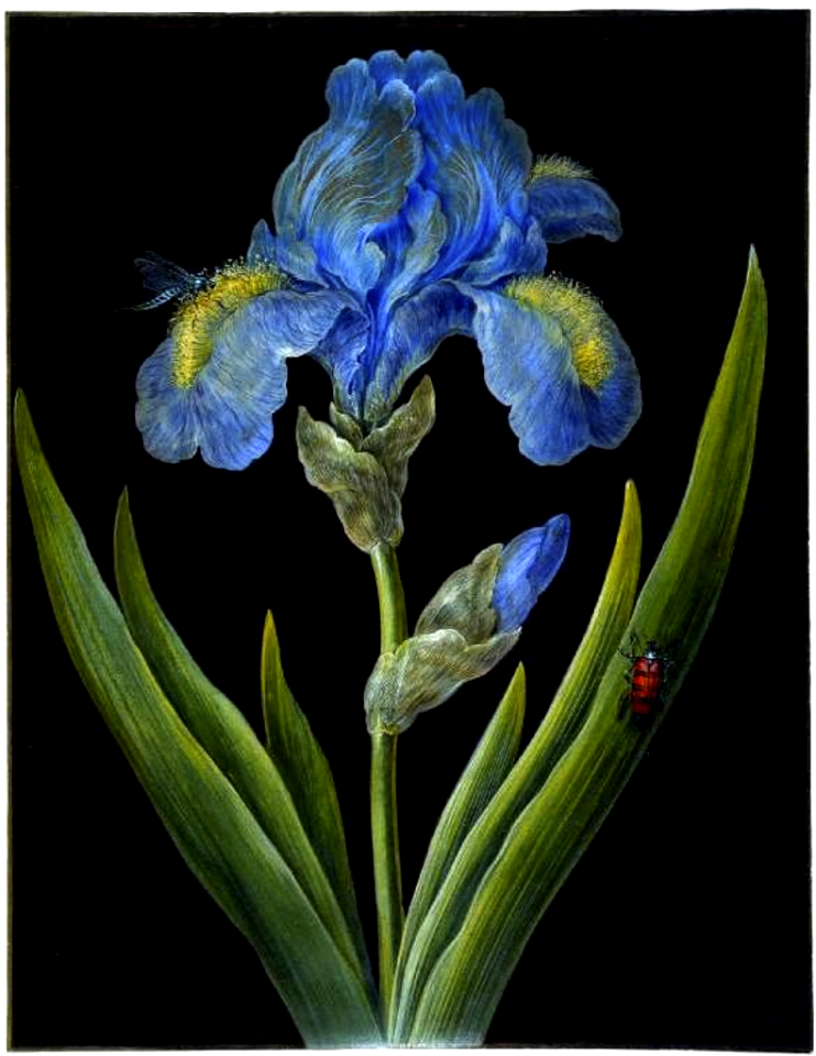 Blue Iris on Black 3. Iris germanica (Blue Iris) with a dragonfly and beetle. Bodycolour on prepared black ground on vellum, surrounded by gold border. (Johann Cristoph Dietzsch, 1710-1769)