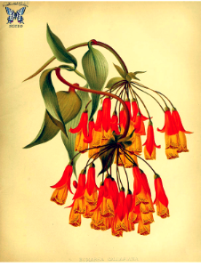 Vine Alstroemeria, Climbing Alstroemeria (Bomarea multiflora). Small twining vine related to Alstroemeria.  Orange spring Flowers, veined leaves attractive. The garden. An illustrated weekly journal of horticulture in all its branches, vol. 20: (188