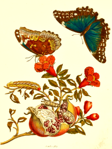 Pomegranate with Blue Morpho Butterflies and Banded Sphinx Moth Caterpillar (1705)