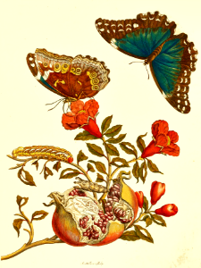 Pomegranate with Blue Morpho Butterflies and Banded Sphinx Moth Caterpillar (1705). Free illustration for personal and commercial use.