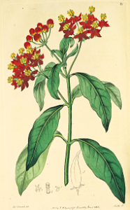 Butterfly Weed, Blood Flowered Milkweed, Indian Root (Asclepias curassavica) Botanical Register, vol. 1: t. 81 (1815) [S. Edwards]. Free illustration for personal and commercial use.