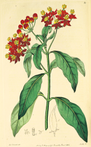 Butterfly Weed, Blood Flowered Milkweed, Indian Root (Asclepias curassavica) Botanical Register, vol. 1: t. 81 (1815) [S. Edwards]
