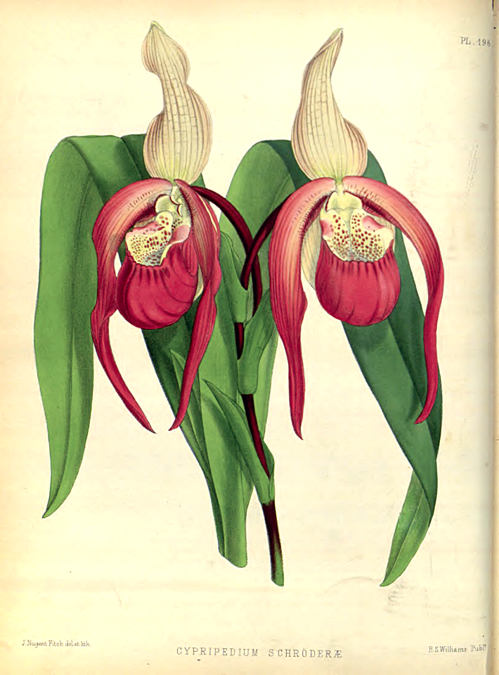 Cypripedium schroederae