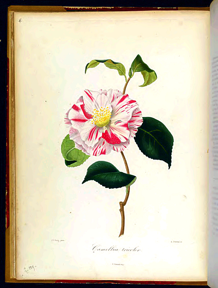 Camellia japonica Tricolor. Iconographie du genre Camellia. Copper engraving, hand colored (1841)