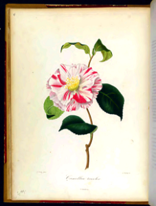 Camellia japonica Tricolor. Iconographie du genre Camellia. Copper engraving, hand colored (1841)