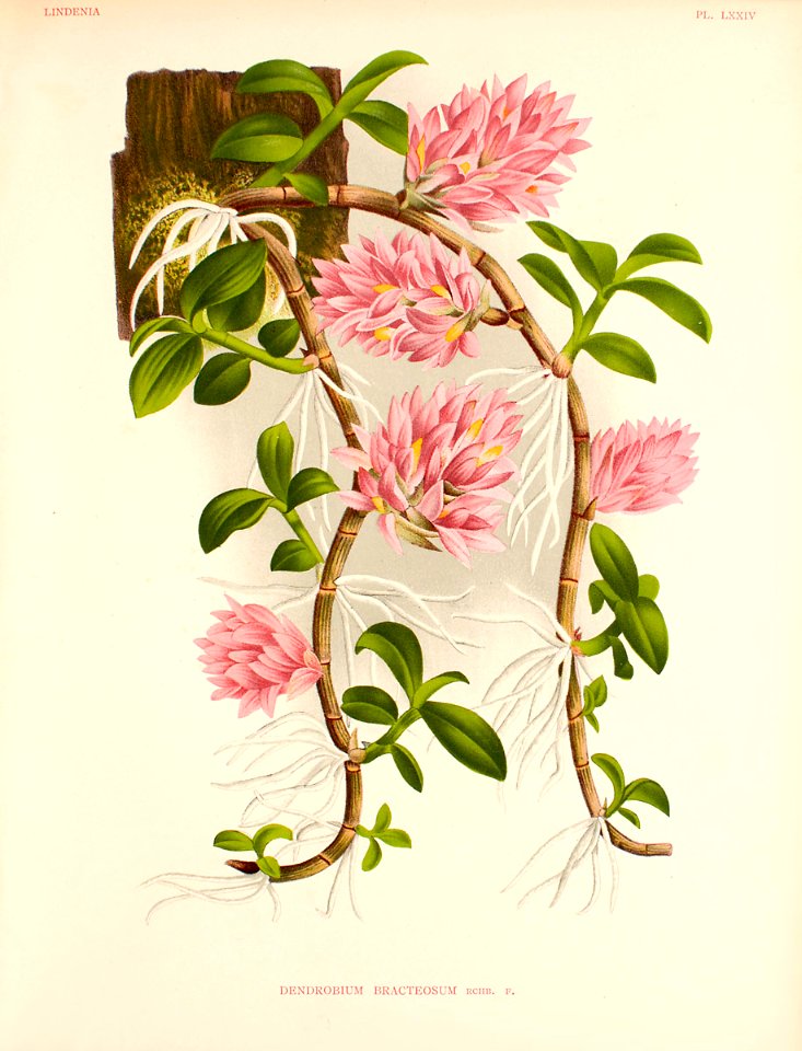 Bracted Dendrobium (Dendrobium bracteosum) Lindenia, Iconographie des orchidées [E. von Lindemann], Plates 49-96, vol. 2: t. 74 (1886)