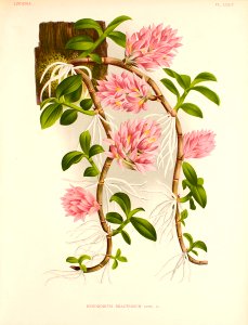 Bracted Dendrobium (Dendrobium bracteosum) Lindenia, Iconographie des orchidées [E. von Lindemann], Plates 49-96, vol. 2: t. 74 (1886). Free illustration for personal and commercial use.