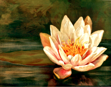 Hardy Waterlily. Free illustration for personal and commercial use.