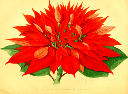 Poinsetta. Euphorbia pulcherrima [as Poinsettia pulcherrima var. plenissima] The garden, vol. 9 (1876) [H.N. Humphreys]. Free illustration for personal and commercial use.