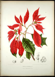 Poinsetta (Euphorbia pulcherrima). Hoola van Nooten, B., Fleurs, fruits et feuillages choisis de l’ille de Java: peints d’apres nature: t. 17 (1880) [B. Hoola van Nooten]