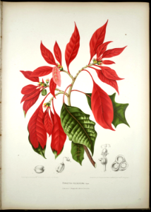 Poinsetta (Euphorbia pulcherrima). Hoola van Nooten, B., Fleurs, fruits et feuillages choisis de l’ille de Java: peints d’apres nature: t. 17 (1880) [B. Hoola van Nooten]. Free illustration for personal and commercial use.