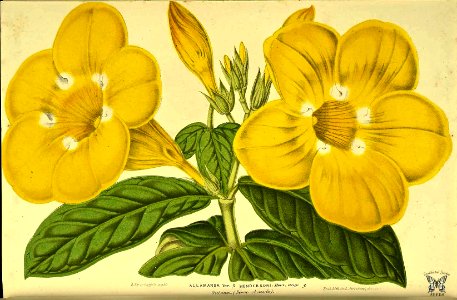 Golden Trumpet (Allamanda cathartica). Large, fragrant flowers. Can be trained as vine or shrub. Native to Brazil. (1865). Free illustration for personal and commercial use.