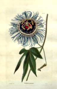 Passiflora serratodigitata as Passiflora palmata. The botanical cabinet, vol. 1: t. 97 (1827) [G. Loddiges]