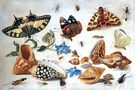A Swallowtail (Papilio machaon), a Red Admiral (Vanessa atalanta) and other Insects with shells and a sprig of borage (Borago officinalis). By Jan van Kessel the Elder (1659)