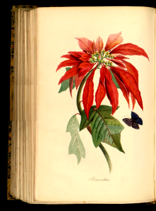 Poinsetta (Euphorbia pulcherrima). Le jardin des plantes, (1842). Free illustration for personal and commercial use.