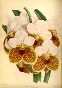 Waling-waling, Sander's orchid. Vanda sanderiana.