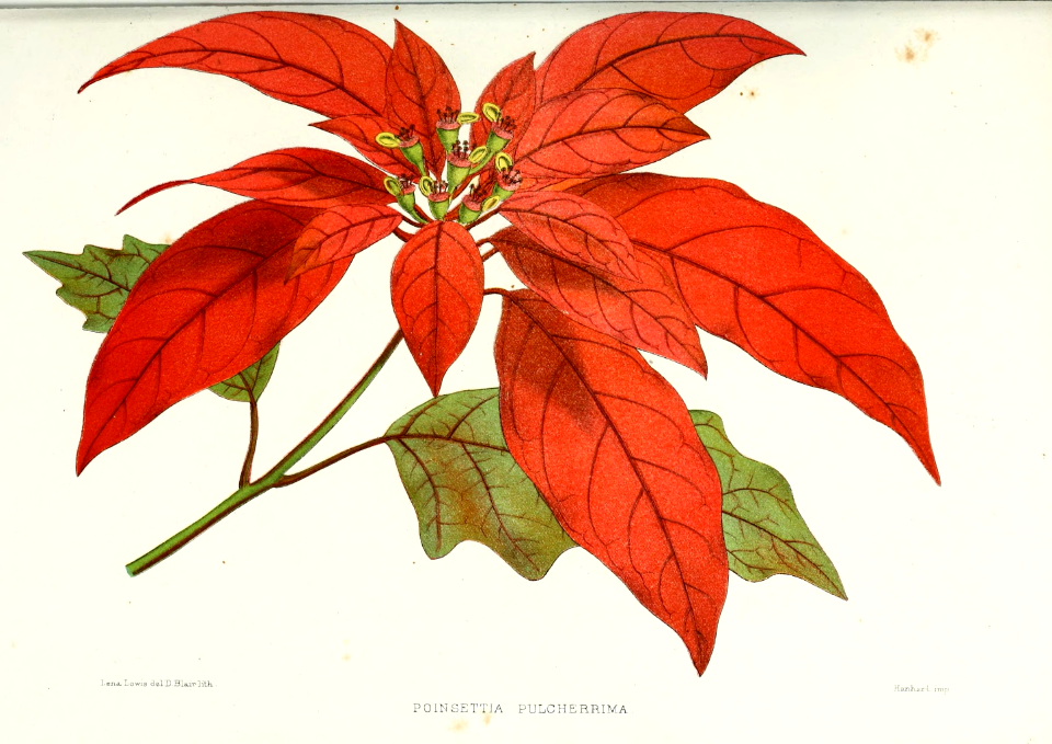 Poinsetta (Euphorbia pulcherrima). Lowis, L., Familiar Indian flowers, t. 17 (1881) [L. Lowis]