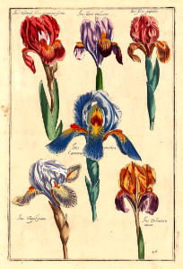 Iris (Iris spp.). Free illustration for personal and commercial use.