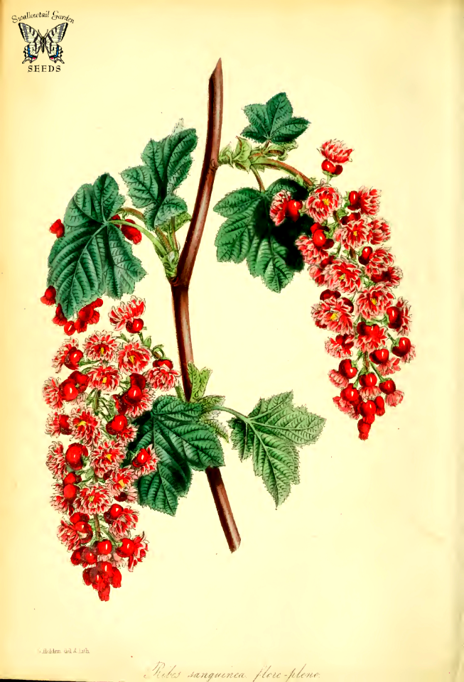 Flowering Currant (Ribes sanguineum var. flore-pleno).