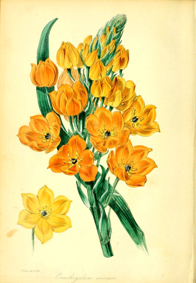 Star of Bethlehem, sun star. Endemic to the Cape Province of South Africa.