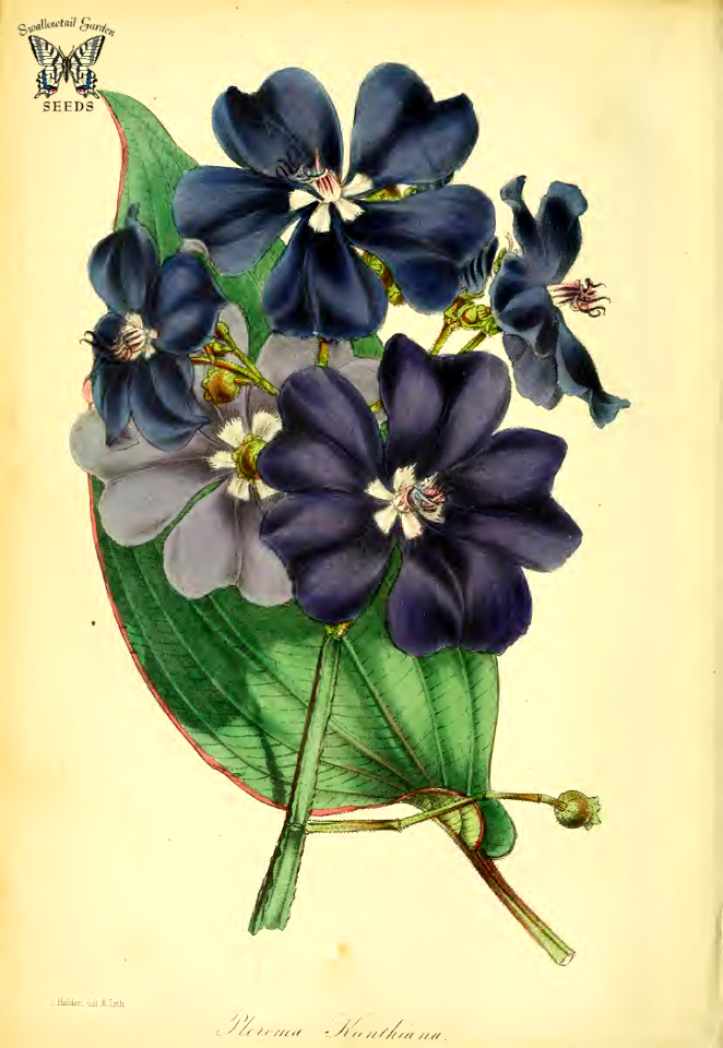 Pleroma kunthianum.