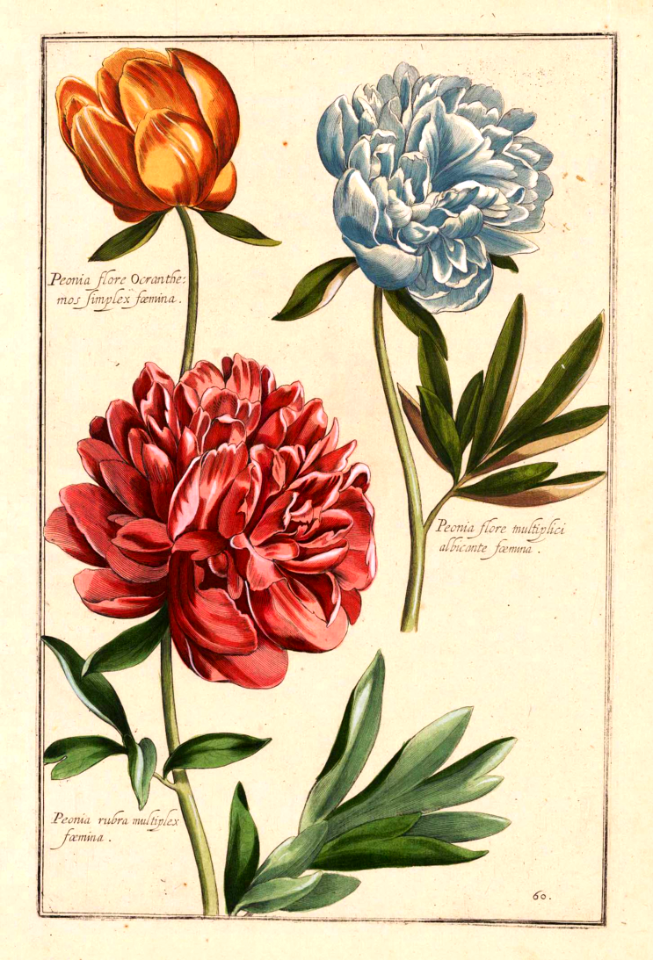Peony (Paeonia spp.). Theatrum Florae by Daniel Rabels (1623-1627)