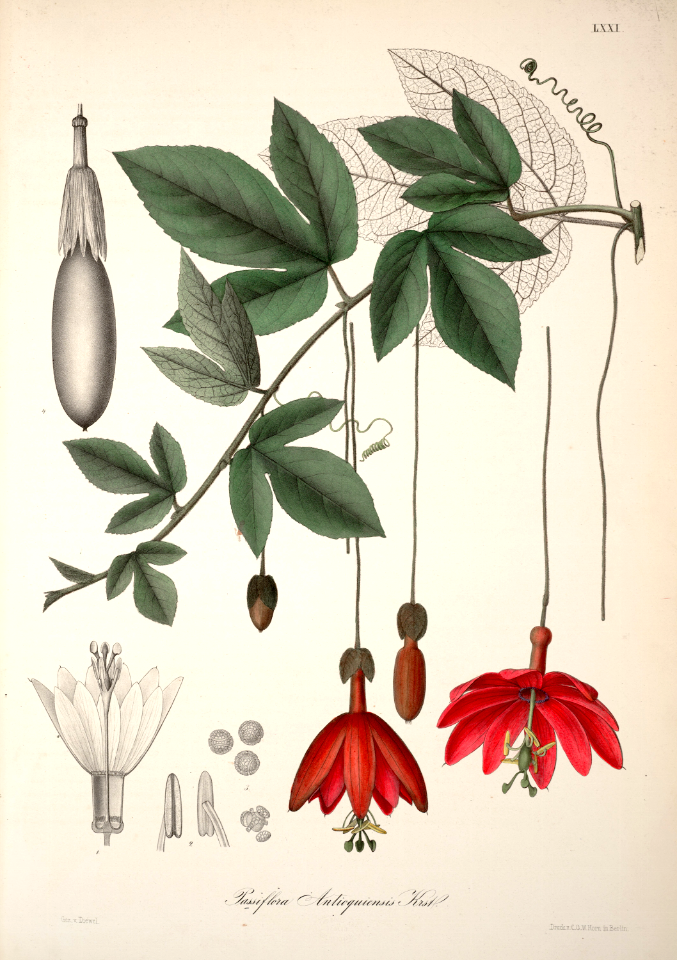 Red banana passionfruit. Passiflora antioquiensis.