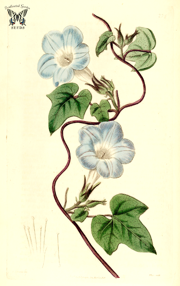 Ivy-leaved morning glory (1818)