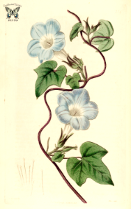 Ivy-leaved morning glory (1818). Free illustration for personal and commercial use.