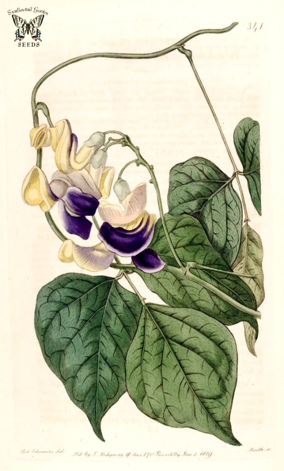 Corckscrew Vine.