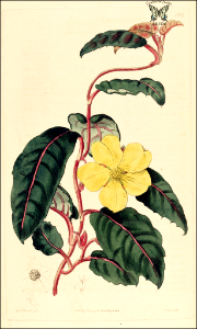 Twining Guinea Flower (1818). Free illustration for personal and commercial use.