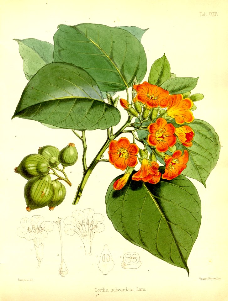 Cordia subcordata. Known as beach cordia, sea trumpet, and kerosene wood.
