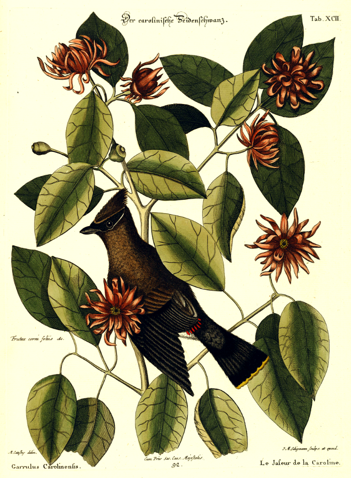 Bohemian Waxwing on Carolina Allspice (1731).