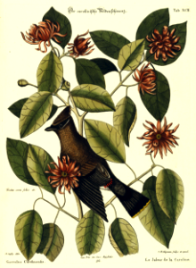 Bohemian Waxwing on Carolina Allspice (1731).. Free illustration for personal and commercial use.