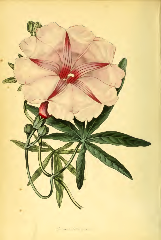Buenos Ayres Batatas (Batatas bonariensis). Paxton's Magazine of botany and register of flowering plants vol. 8 (1841)