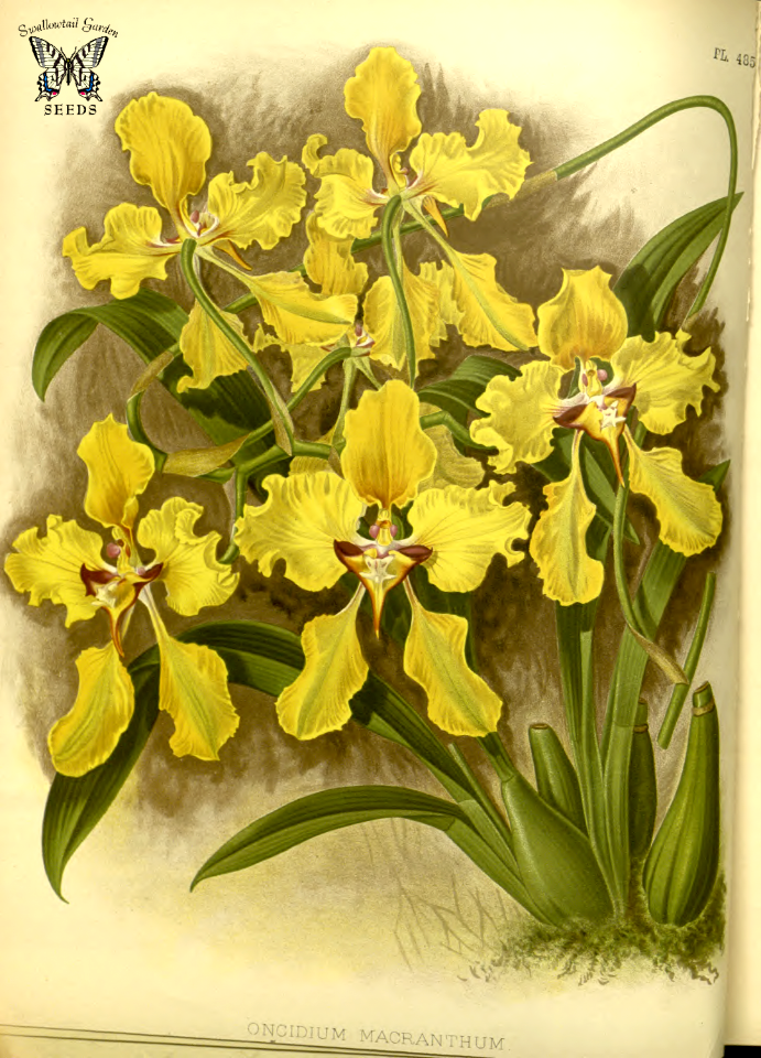 Cyrtochilum macranthum [ as Oncidium macranthum]