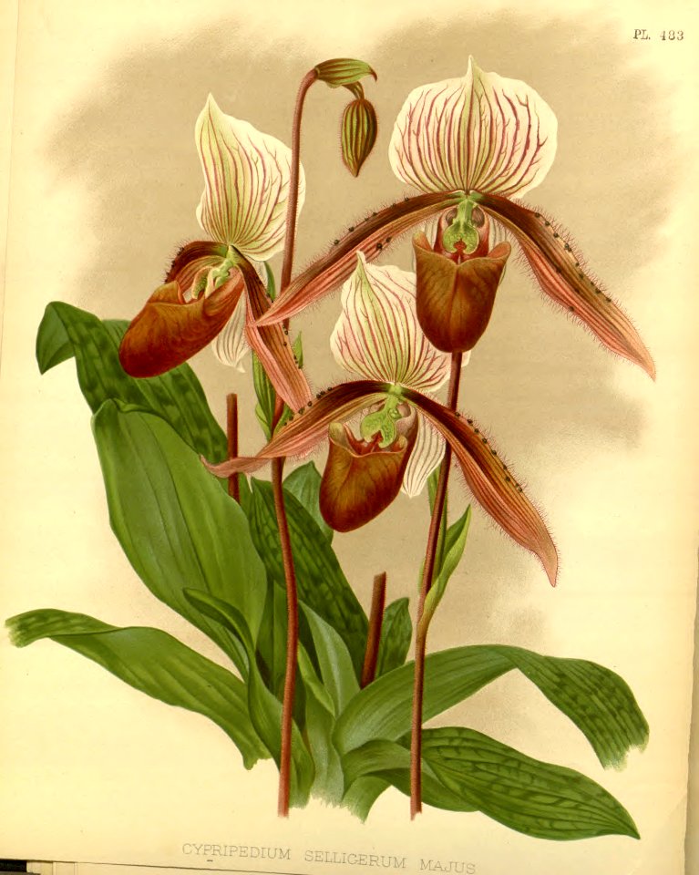 Cypripedium selligerum var. majus. Slipper orchid.