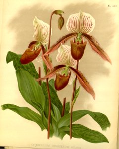 Cypripedium selligerum var. majus. Slipper orchid.. Free illustration for personal and commercial use.