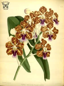 Vanda tricolor var. planilabris.. Free illustration for personal and commercial use.