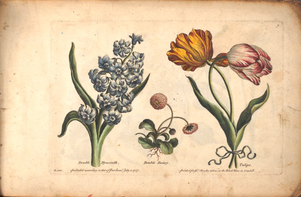 Hyacinth, English daisy, and tulips.