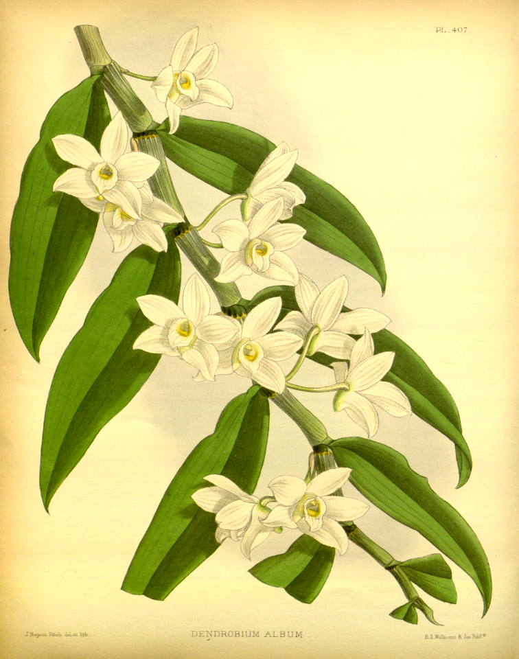 Dendrobium aqueum [as Dendrobium album] An epiphytic orchid endemic to southern India