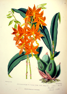 Prosthechea vitellina [as Epidendrum vitellinum var. majus]. Free illustration for personal and commercial use.
