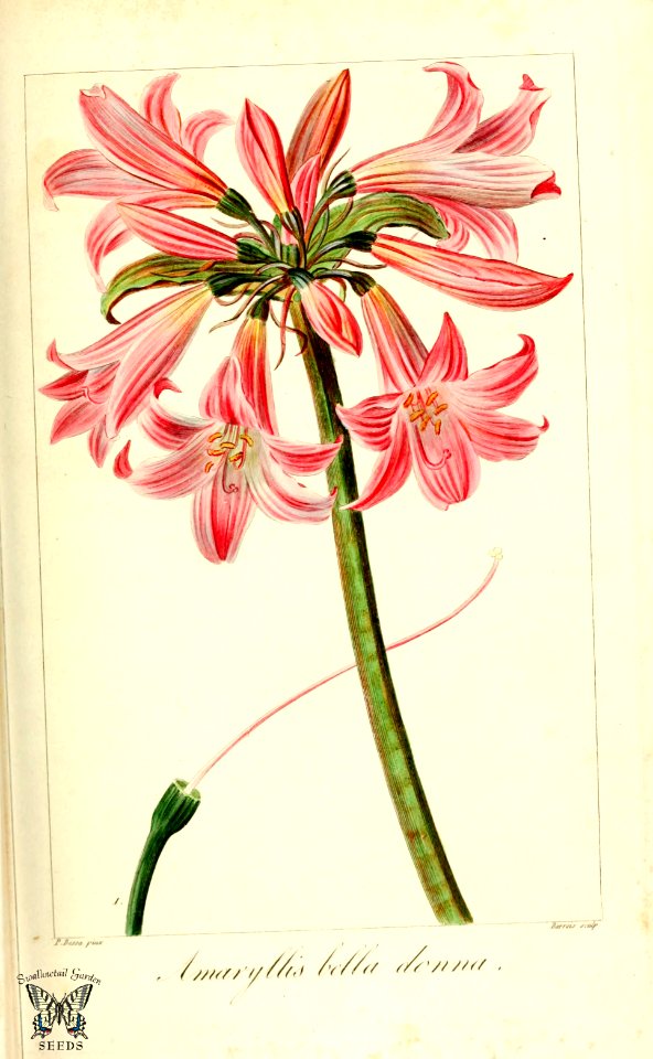 Belladonna lily, cape belladonna, Jersey lily, naked lady. Herbier général de l’amateur, vol. 8 (1817-1827) [P. Bessa]