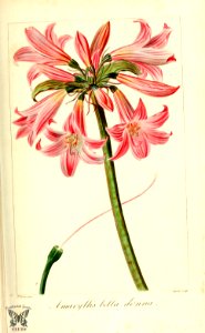 Belladonna lily, cape belladonna, Jersey lily, naked lady. Herbier général de l’amateur, vol. 8 (1817-1827) [P. Bessa]