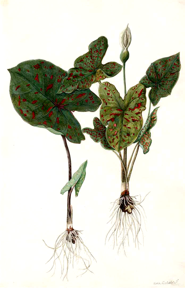 Angel Wings, Elephant Ear (Caladium bicolor).