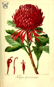 Waratah (Telopea speciosissima). Herbier général de l’amateur, vol. 8 (1817-1827) [P. Bessa]. Free illustration for personal and commercial use.