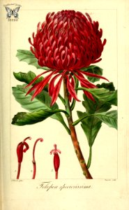 Waratah (Telopea speciosissima). Herbier général de l’amateur, vol. 8 (1817-1827) [P. Bessa]