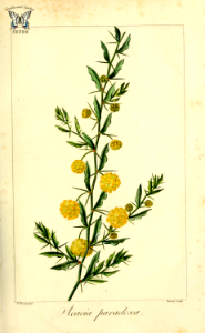 Kangaroo thorn (Acacia paradoxa). Herbier général de l’amateur, vol. 8 (1817-1827) [P. Bessa]. Free illustration for personal and commercial use.