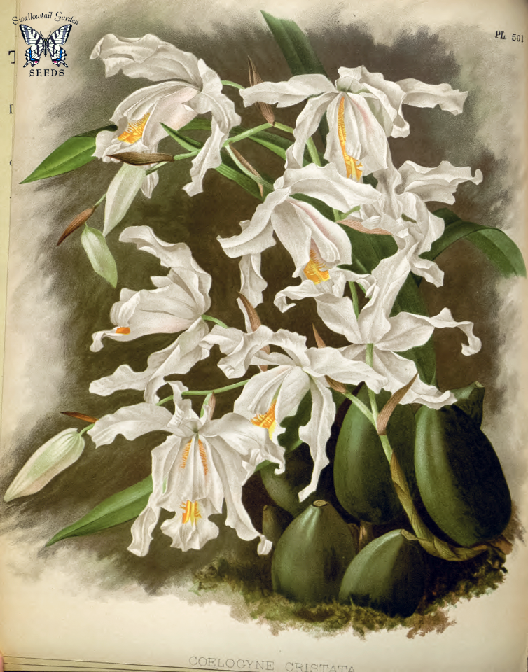 Angel orchid. Coelogyne cristata.