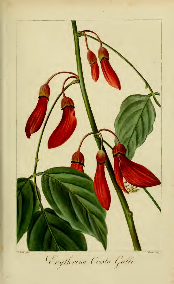 Cockspur Coral tree (Erythrina crista-galli)